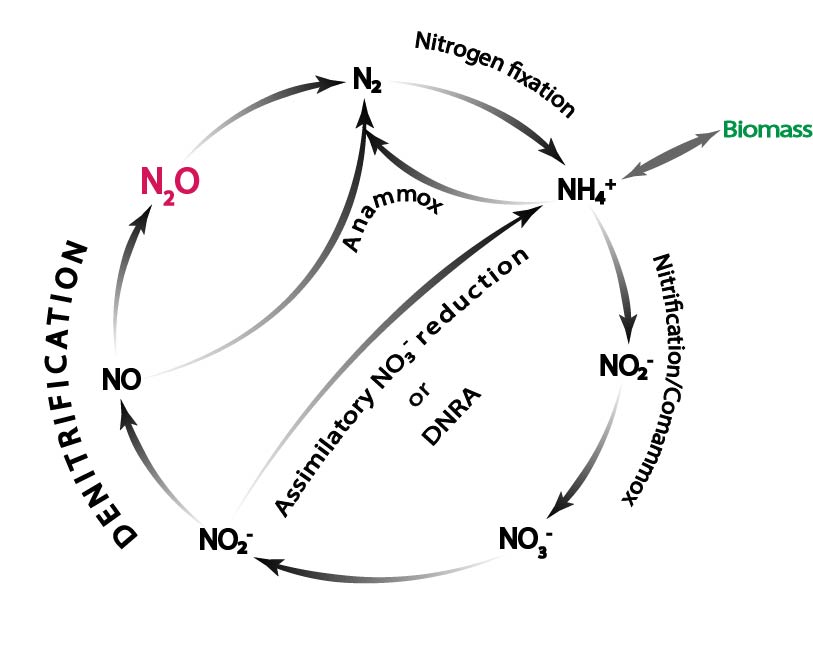 Nitrogen cycle