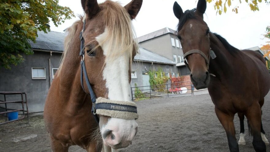 Hest i luftegård