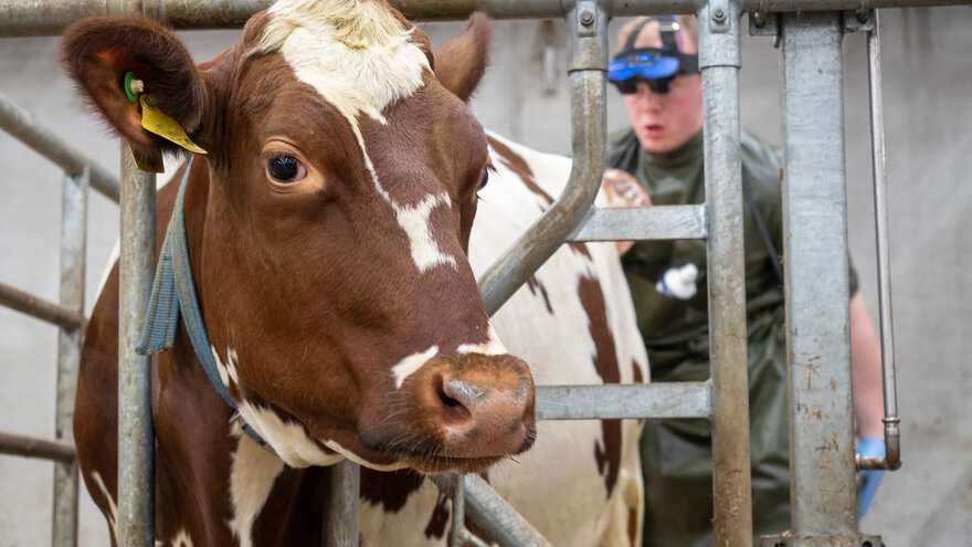 Veterinærstudent Anders Brøten Lillemoe gjør en ultralydkontroll på ei ku.