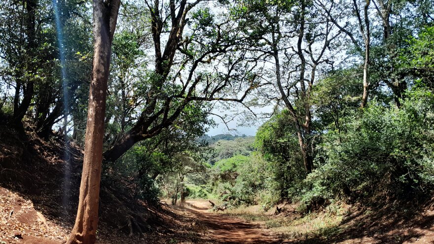 Montane forest, Mt. Marsabit, Kenya