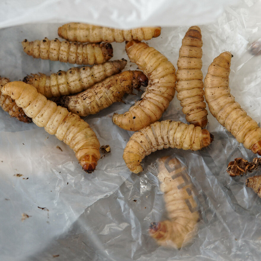 Voksmøll-larvene kan gi oss en ny måte å gjenvinne plast på. 