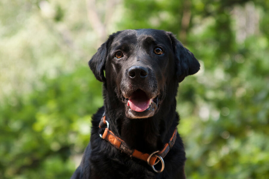 Labradorer regnes for å være en høyrisikorase for korbåndskader, men denne studien viser at det ikke nødvendigvis gjelder alle labradorer.